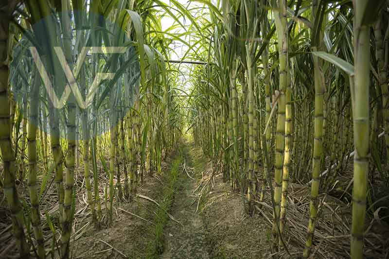 Rows of sugarcane plants growing in a field in Brazil, with tall green stalks and a narrow path between them.