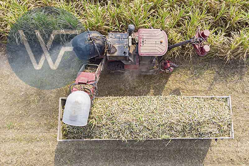 Aerial view of a tractor harvesting sugarcane with a trailer filled with cut sugarcane.