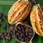 Two yellow cocoa pods and a small woven basket filled with cocoa beans on a green leaf.