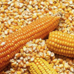 Three yellow corn cobs surrounded by yellow corn kernels on a surface.