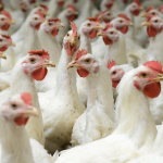 A group of white chickens with red combs and wattles gathered closely together.