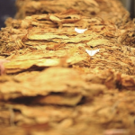 Close-up view of dried tobacco leaves stacked in layers, showcasing their texture and color.