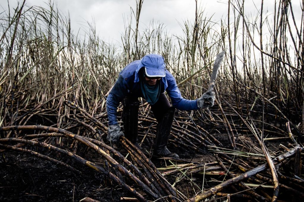 A farmer in protective gear harvesting sugarcanes with a machete in the rural outdoors.
