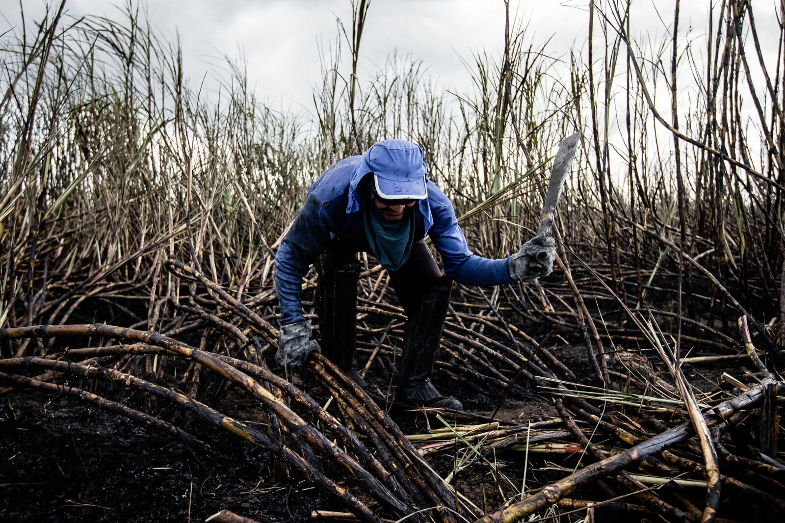 A farmer in protective gear harvesting sugarcanes with a machete in the rural outdoors.