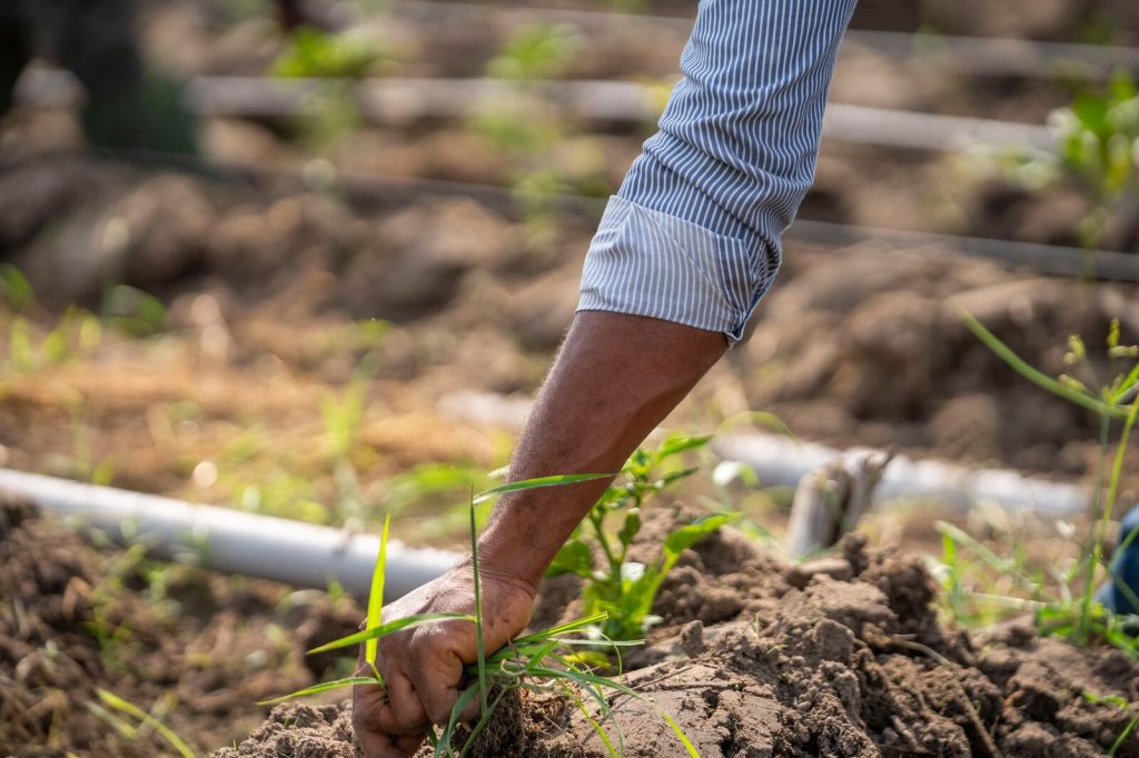 A farmer's hand close-up while planting in a field, showcasing sustainable agricultural practices.