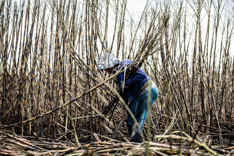 Worker harvesting sugar cane manually in an expansive field on a sunny day.