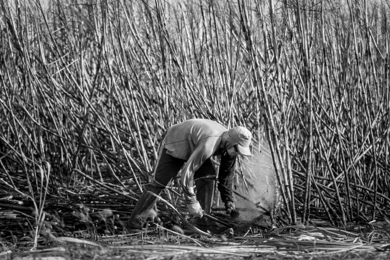 A farmer harvests sugarcane in the rural fields of Baia Formosa, Brazil.