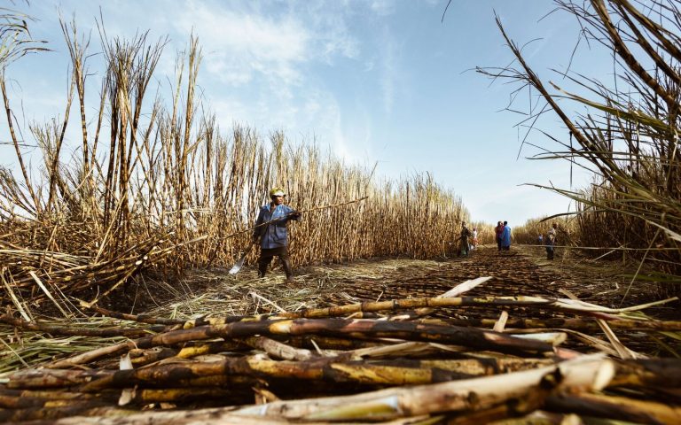 Workers harvesting sugarcane on a sunny day, showcasing traditional agriculture.
