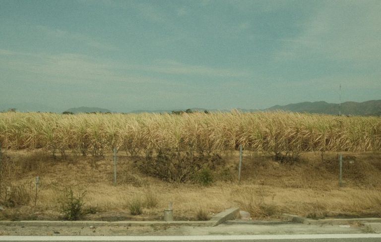 Vast sugarcane fields stretch under a bright clear sky, capturing the essence of agriculture.